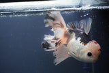 Thai Oranda  Red Black 6 Inch (ID#906To6c-113)