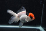 Juvenile Thai Oranda  Tricolor 4 Inch (ID#0103T13b-91) Free2Day SHIPPING