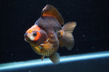 Ryukin  Tricolor 3.5 Inch (ID#415Ry1a-105) Free2Day SHIPPING