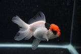 Juvenile Thai Oranda  Tricolor 4 Inch (ID#0103T13b-91) Free2Day SHIPPING