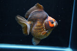 Ryukin  Tricolor 3.5 Inch (ID#415Ry1a-105) Free2Day SHIPPING
