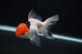 Juvenile Thai Oranda  Tricolor 4 Inch (ID#0103T13b-91) Free2Day SHIPPING