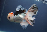 Thai Oranda  Red Black 6 Inch (ID#906To6c-113)