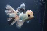 Thai Oranda  Red Black 6 Inch (ID#906To6c-113)