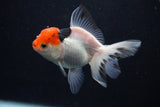 Juvenile Thai Oranda  Tricolor 4 Inch (ID#0103T13b-91) Free2Day SHIPPING