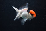 Juvenile Thai Oranda  Tricolor 4 Inch (ID#0103T13b-91) Free2Day SHIPPING