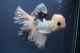 Thai Oranda  Red Black 6 Inch (ID#906To6c-113)