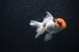 Juvenile Thai Oranda  Tricolor 4 Inch (ID#0103T13b-91) Free2Day SHIPPING