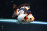 Ryukin  Tricolor 3.5 Inch (ID#415Ry1a-106) Free2Day SHIPPING