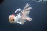 Thai Oranda  Red Black 6 Inch (ID#906To6c-113)