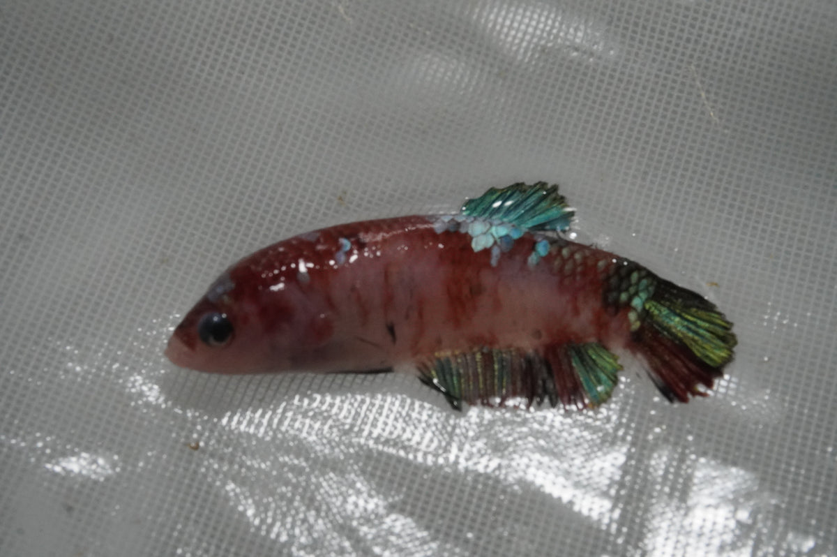 Betta Koi — King Koi and Goldfish