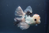 Thai Oranda  Red Black 6 Inch (ID#906To6c-113)