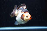 Ryukin  Tricolor 3.5 Inch (ID#415Ry1a-106) Free2Day SHIPPING