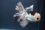 Thai Oranda  Red Black 6 Inch (ID#906To6c-113)