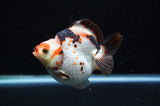 Ryukin  Tricolor 3.5 Inch (ID#415Ry1a-106) Free2Day SHIPPING