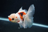 Juvenile Thai Oranda  Tricolor 4 Inch (ID#0107T13b-83) Free2Day SHIPPING