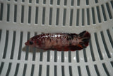 Giant Nemo Koi Galaxy  Plakat Female Betta (ID#801-F702) Free2Day SHIPPING