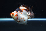 Ryukin  Tricolor 3.5 Inch (ID#415Ry1a-106) Free2Day SHIPPING
