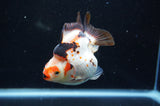 Ryukin  Tricolor 3.5 Inch (ID#415Ry1a-106) Free2Day SHIPPING