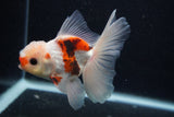 Juvenile Thai Oranda  Tricolor 4 Inch (ID#0107T13b-83) Free2Day SHIPPING