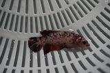 Giant Nemo Koi Galaxy  Plakat Female Betta (ID#801-F702) Free2Day SHIPPING