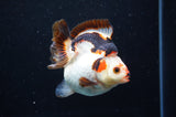Ryukin  Tricolor 3.5 Inch (ID#415Ry1a-106) Free2Day SHIPPING