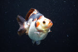 Ryukin  Tricolor 3.5 Inch (ID#415Ry1a-106) Free2Day SHIPPING