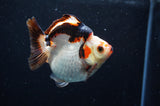 Ryukin  Tricolor 3.5 Inch (ID#415Ry1a-106) Free2Day SHIPPING