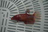 Giant Nemo Koi Galaxy  Plakat Female Betta (ID#801-F703) Free2Day SHIPPING