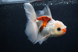 Juvenile Thai Oranda  Tricolor 4 Inch (ID#0107T13b-83) Free2Day SHIPPING