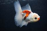 Juvenile Thai Oranda  Tricolor 4 Inch (ID#0107T13b-83) Free2Day SHIPPING