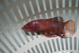 Giant Nemo Koi Galaxy  Plakat Female Betta (ID#801-F703) Free2Day SHIPPING