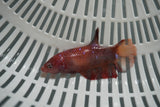 Giant Nemo Koi Galaxy  Plakat Female Betta (ID#801-F703) Free2Day SHIPPING