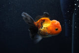 Juvenile Thai Oranda  Tricolor 3.5 Inch (ID#0107T13b-84) Free2Day SHIPPING