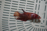 Giant Nemo Koi Galaxy  Plakat Female Betta (ID#801-F703) Free2Day SHIPPING