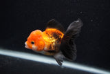 Juvenile Thai Oranda  Tricolor 3.5 Inch (ID#0107T13b-84) Free2Day SHIPPING