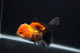 Juvenile Thai Oranda  Tricolor 3.5 Inch (ID#0107T13b-84) Free2Day SHIPPING