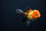 Juvenile Thai Oranda  Tricolor 3.5 Inch (ID#0107T13b-84) Free2Day SHIPPING