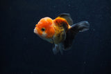 Juvenile Thai Oranda  Tricolor 3.5 Inch (ID#0107T13b-84) Free2Day SHIPPING