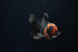 Juvenile Thai Oranda  Tricolor 4 Inch (ID#0107T13b-85) Free2Day SHIPPING