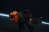 Juvenile Thai Oranda  Tricolor 4 Inch (ID#0107T13b-85) Free2Day SHIPPING