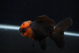 Juvenile Thai Oranda  Tricolor 4 Inch (ID#0107T13b-85) Free2Day SHIPPING