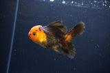 Juvenile Thai Oranda  Red Black 3.5 Inch (ID#1119To13b-78) Free2Day SHIPPING