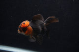 Juvenile Thai Oranda  Tricolor 4 Inch (ID#0107T13b-85) Free2Day SHIPPING