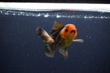 Juvenile Thai Oranda  Red Black 3.5 Inch (ID#1119To13b-78) Free2Day SHIPPING