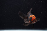 Juvenile Thai Oranda  Tricolor 4 Inch (ID#0107T13b-85) Free2Day SHIPPING