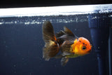 Juvenile Thai Oranda  Red Black 3.5 Inch (ID#1119To13b-78) Free2Day SHIPPING