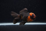 Juvenile Thai Oranda  Tricolor 4 Inch (ID#0107T13b-85) Free2Day SHIPPING