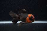 Juvenile Thai Oranda  Tricolor 4 Inch (ID#0107T13b-85) Free2Day SHIPPING