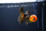 Juvenile Thai Oranda  Red Black 3.5 Inch (ID#1119To13b-78) Free2Day SHIPPING